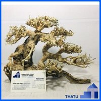 Cây Lũa Bonsai Thủy Sinh Tán Dài Size Trung - Cây Cảnh Hồ Cá BS15