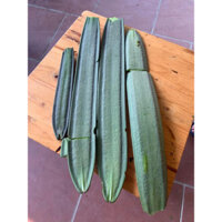 cây lúc lắc to (liên hệ)
