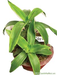 Cây lược vàng
