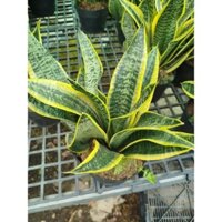 Cây Lưỡi Hổ ( 40 cm)