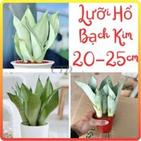 Cây LƯỠI HỔ BẠCH KIM trang trí không gian sống và làm việc [sp30]