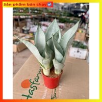 Cây lưỡi hổ bạch kim trang trí không gian sống và làm việc