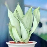 Cây Lưỡi Hổ Bạch Kim