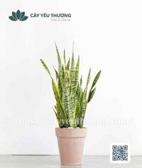 Cây lưỡi hổ bụi lớn Chậu đất nung trồng cây loại lớn