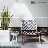 Cây lưỡi hổ bụi lớn - Chậu Trồng Cây Cỡ Lớn