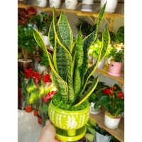 Cây lưỡi hổ (cây phong thủy)