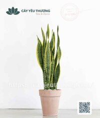 Cây lưỡi hổ Chậu đất nung trồng cây loại lớn
