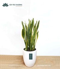 Cây lưỡi hổ - Chậu Sứ Bom Lớn