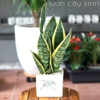 Cây Lưỡi Hổ để bàn mini | Cây Phong Thủy