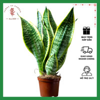 Cây Lưỡi Hổ Để Bàn Mini Cây Phong Thủy Dễ Chăm Sóc Phù Hợp Làm Quà Tặng Chống Bức Xạ Máy Tính