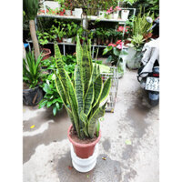 CÂY LƯỠI HỔ ĐỂ SÀN NHIỀU NHÁNH CAO 80CM  SHIP HỎA TỐC HN XoàiGarden