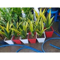 Cây Lưỡi Hổ Hoàng Kim