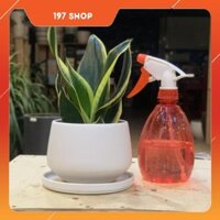 Cây Lưỡi Hổ Lùn mini để bàn (Lưỡi Hổ Thái) - 12 x 12 x 25 Cm - Cây Mini & Chậu Trồng Cây Gốm Sứ Bát Tràng