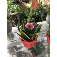 Cây lưỡi hổ lùn