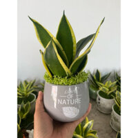 Cây lưỡi hổ mini tiểu cảnh, cây để bàn siêu xinh