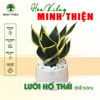 Cây Lưỡi Hổ Thái mini để bàn kèm Chậu gốm tráng men