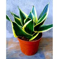 Cây lưỡi hổ thái mini