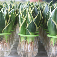 Cây lưỡi hổ thủy sinh chậu thuỷ tinh thanh lọc không khí, dễ trồng