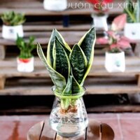 Cây lưỡi hổ thủy sinh để bàn | Cây lọc không khí