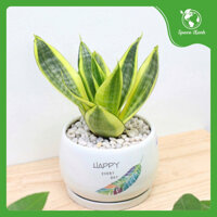 Cây Lưỡi Hổ Thuỷ Sinh Để Bàn - Space Xanh