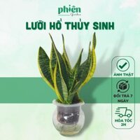 Cây Lưỡi Hổ Thủy Sinh Kèm Chậu Thủy Tinh Để Bàn Phong Thủy May Mắn