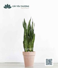 Cây lưỡi hổ xanh Chậu đất nung trồng cây loại lớn