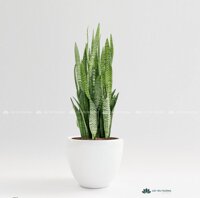 Cây lưỡi hổ xanh | chậu men (sứ) bầu lớn