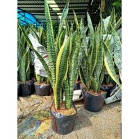 cây lưỡi hổ xanh