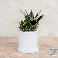 Cây lưỡi mèo chậu sứ để bàn