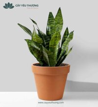 Cây lưỡi mèo để bàn | Chậu đất nung
