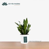 Cây lưỡi mèo để bàn - Chậu sứ