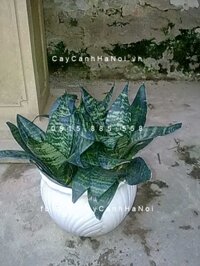 Cây lưỡi mèo để bàn hợp phong thủy, hợp tuổi đẹp, giá rẻ