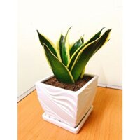 Cây lưỡi mèo để bàn tươi đẹp