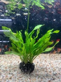 Cây lưỡi mèo gắn giá thể