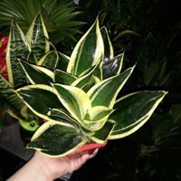 Cây Lưỡi Mèo Thái - Chậu sứ có sỏi - Cao 30-40cm