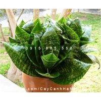 Cây lưỡi mèo trồng nước, thủy canh