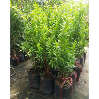 cây lựu đỏ lồng đèn giống (caygiongbazanxanh)