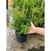 cây lựu thái đang có hoa cao 40-50cm