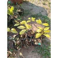 Cây Mai Cành Vàng Lá Ngọc Mini