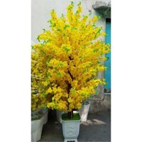 Cây mai Cây Đào Giả 1.6 1.8m Trang Trí Tết