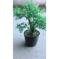 Cây Mai Chiếu Thuỷ Bonsai Lớn