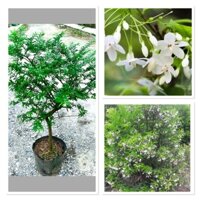 Cây mai chiếu thuỷ dáng trực cao1m