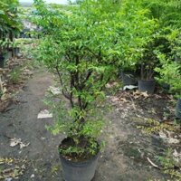 Cây Mai Chiếu Thủy Lớn ( Mai chiếu thủy)