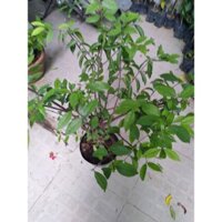 Cây mai chiếu thủy