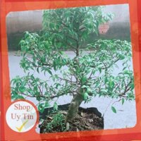 Cây Mai Chiếu Thuỷ