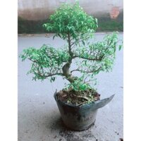 Cây Mai Chiếu Thuỷ