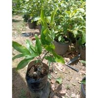 Cây Mai Đại Lộc - Cây Ghép Đã Quấn Rễ và Liền Gốc
