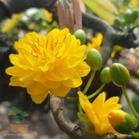 Cây Mai giống Cúc Thọ Hương