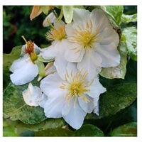 Cây Mai Trắng ( bạch mai ) JGHJ (phuongboutique47)