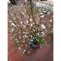 Cây Mai Trắng có hoa cao 60cm 982sp